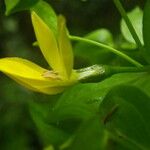 Ixanthus viscosus Flor