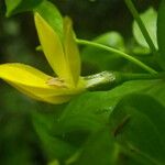 Ixanthus viscosus Flower