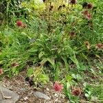 Monarda didyma عادت داشتن