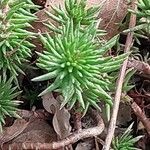 Petrosedum forsterianum Hoja