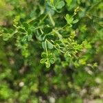 Baptisia tinctoria Lehti