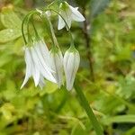 Allium triquetrumफूल