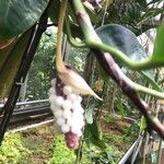 Anthurium scandens Fruto