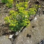 Euphorbia verrucosa Habit