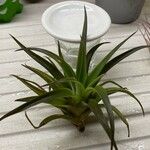 Tillandsia utriculata Leaf