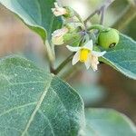 Solanum nigrumKvet