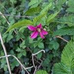 Rubus spectabilis Õis