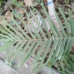 Pteris longifolia Φύλλο