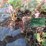 Bergenia ciliata ശീലം