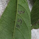 Antidesma laciniatum Лист
