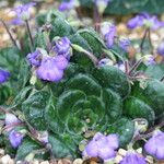 Petrocosmea