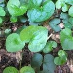 Asarum caudatum ᱥᱟᱠᱟᱢ