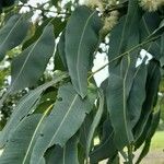 Corymbia citriodora Feuille