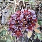 Hylotelephium anacampseros Flower