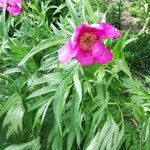 Paeonia anomala Λουλούδι