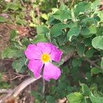 Cistus creticus Flower