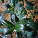 Ficus elastica Roxb.List