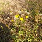 Crepis foetida Flor