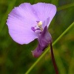 Utricularia uniflora Květ