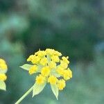 Bupleurum ranunculoides Цвят