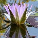 Nymphaea nouchaliCvet