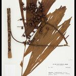 Iriartella setigera Fruit