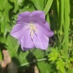 Campanula persicifoliaപുഷ്പം