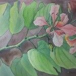 Bauhinia monandra Цвят