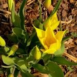 Tulipa sylvestris Fleur