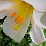 Lilium regale Цветок