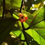 Theobroma grandiflorum Flor