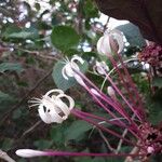 Clerodendrum quadriloculare Kvet