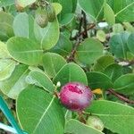 Chrysobalanus icaco Fruit