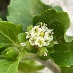 Acanthospermum australe Flower