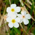 Androsace chamaejasme Flower