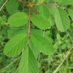 Indigofera hirsuta Leht