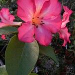 Rhododendron zoelleri