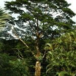 Elaeocarpus angustifolius आदत