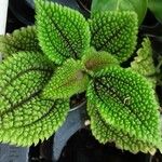 Pilea mollis ᱥᱟᱠᱟᱢ