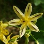 Triteleia hendersonii Flower