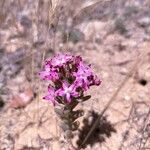 Pistorinia hispanica Flower