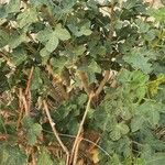 Jatropha chevalieri ശീലം