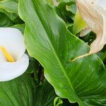 Zantedeschia aethiopica Leaf