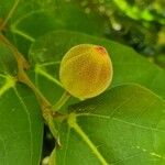 Ficus aspera Fruit