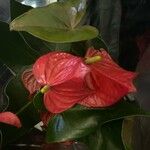 Anthurium scherzerianum Flower