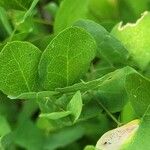 Vicia dumetorum Leaf