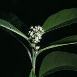 Cordia fanchoniae Flower