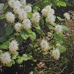 Fothergilla gardenii Elinympäristö