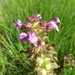 Pedicularis palustris പുഷ്പം