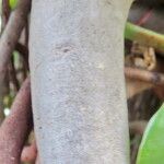 Clusia major പുറംതൊലി